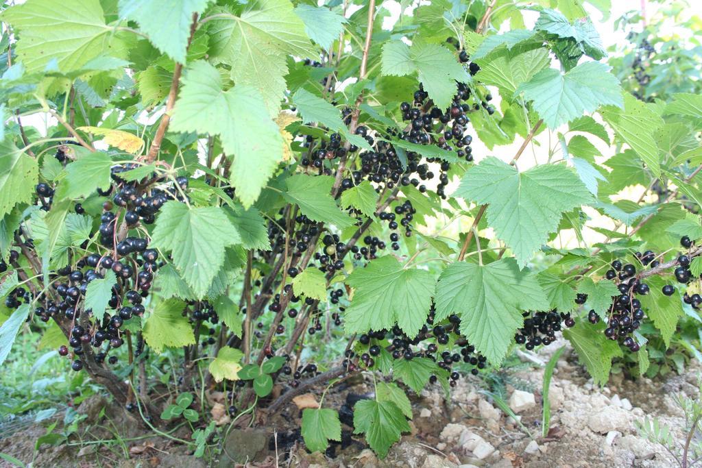 Sadyba Drymba Skhidnytsia Luaran gambar